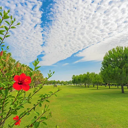 Sural (adults Only) Side