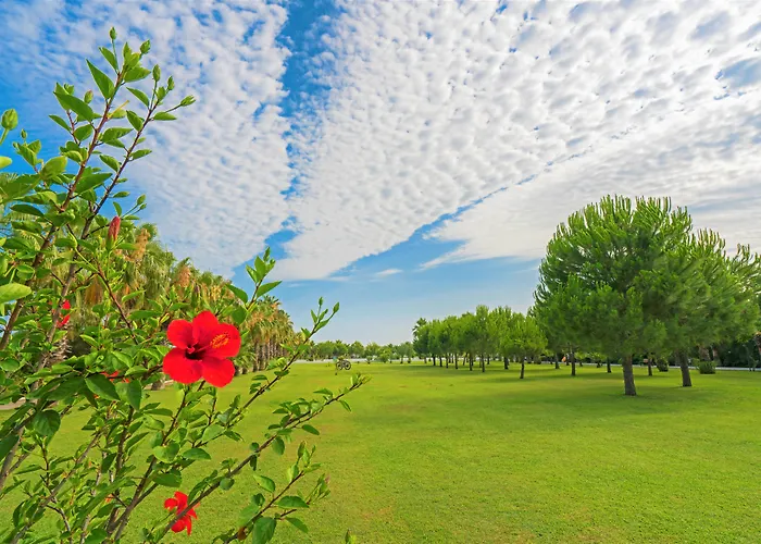 Sural (adults Only) Side