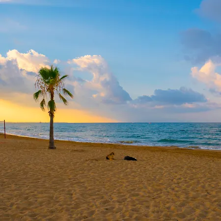 Sural (adults Only) Side